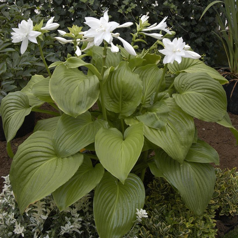 Hosta plantaginea Venus (Port)