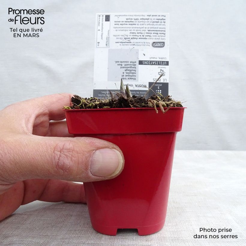 Spécimen de Hosta sieboldiana var. elegans Godet de 8/9 cm tel que livré au printemps