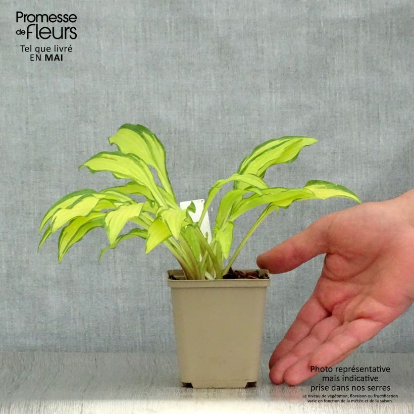 Example of Hosta sieboldii Kabitan  Godet de 8/9 cm as you get in printemps