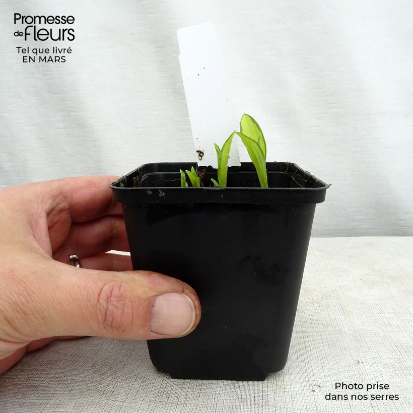 Spécimen de Hosta sieboldii Silver Kabitan  Godet de 8/9 cm tel que livré au printemps