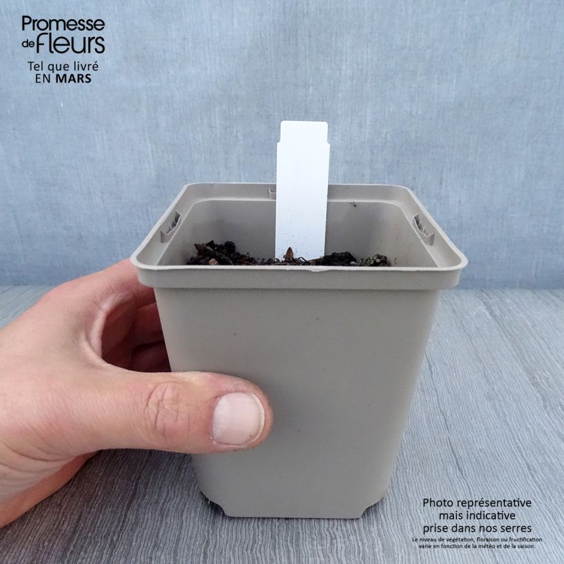 Example of Hosta Sun Power Godet de 8/9 cm as you get in printemps