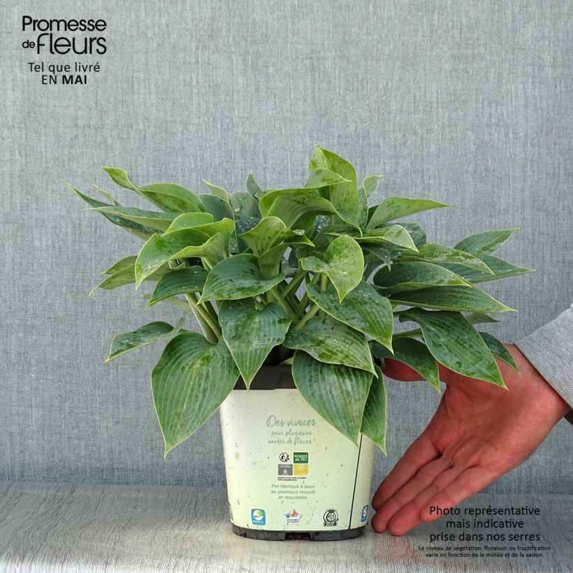 Example of Hosta tardiana Halcyon - Hosta bleu Pot de 1L/1,5L as you get in printemps