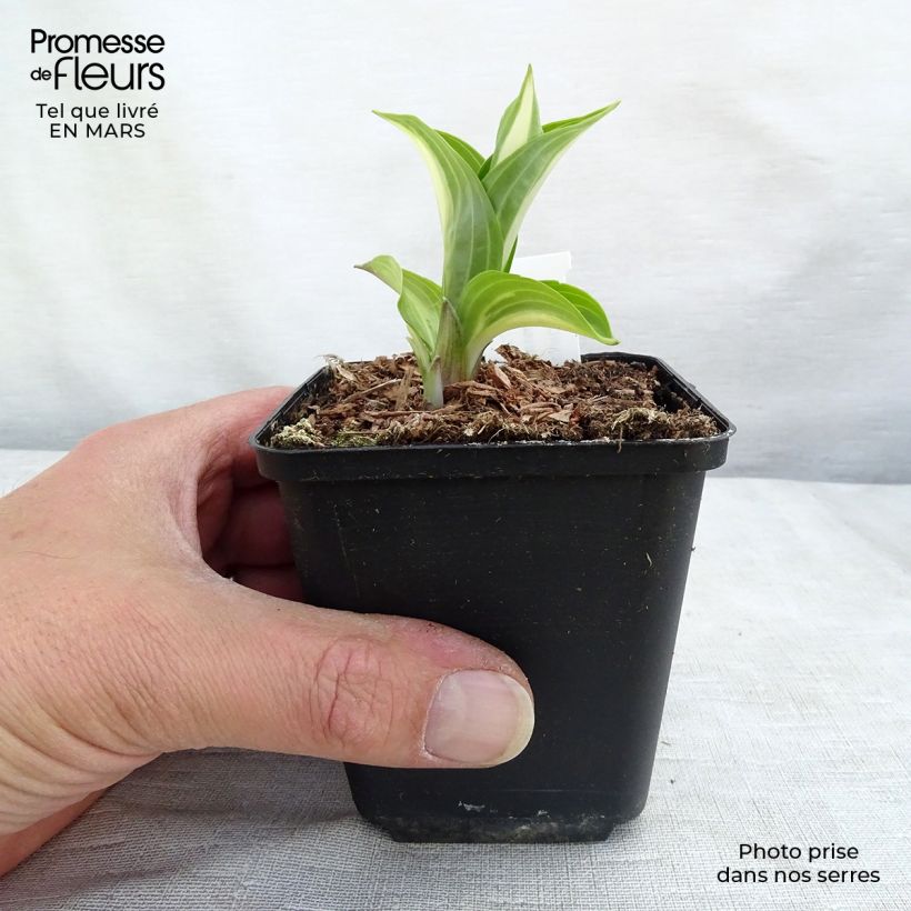 Spécimen de Hosta undulata Mediovariegata Godet de 8/9 cm tel que livré au printemps