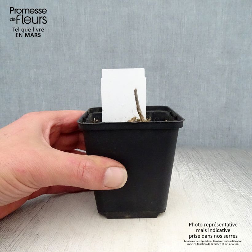 Spécimen de Hosta undulata var univittata Godet de 8/9 cm tel que livré au printemps