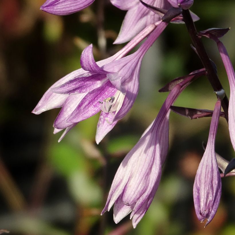 Hosta Red Ninja (Floraison)