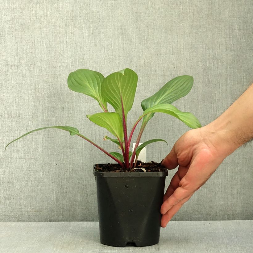Spécimen de Hosta Red Ninja Pot de 2L/3L tel que livré en été