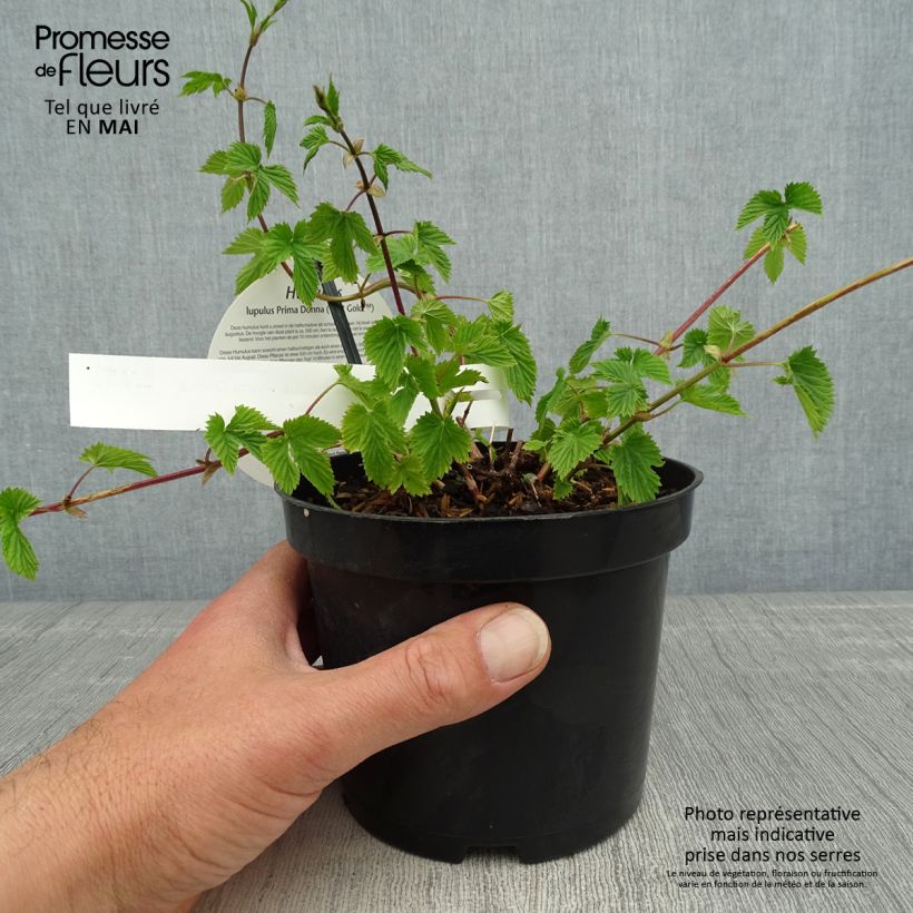 Spécimen de Houblon - Humulus lupulus Prima Donna Pot de 1,5L/2L tel que livré au printemps