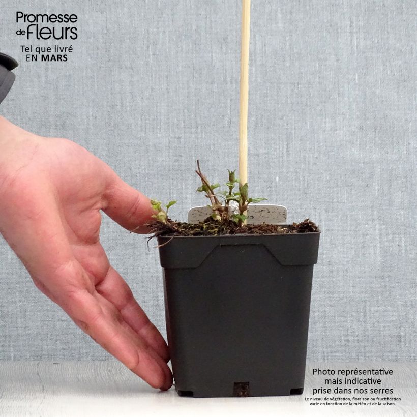 Spécimen de Houblon - Humulus lupulus Pot de 1,5L/2L tel que livré au printemps