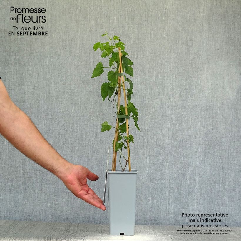 Spécimen de Houblon femelle Pure - Humulus lupulus Pot de 1,5L/2L tel que livré en automne