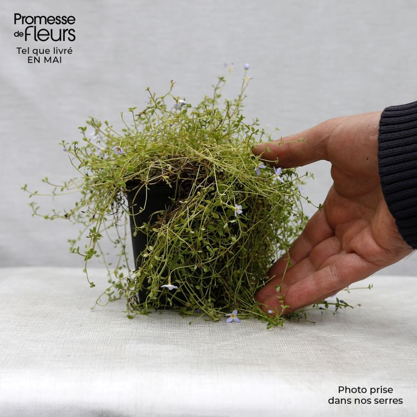 Spécimen de Houstonia caerulea Millard's Variety Godet de 8/9 cm tel que livré au printemps