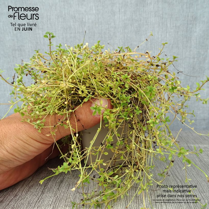 Spécimen de Houstonia caerulea Millard's Variety Godet de 8/9 cm tel que livré en été