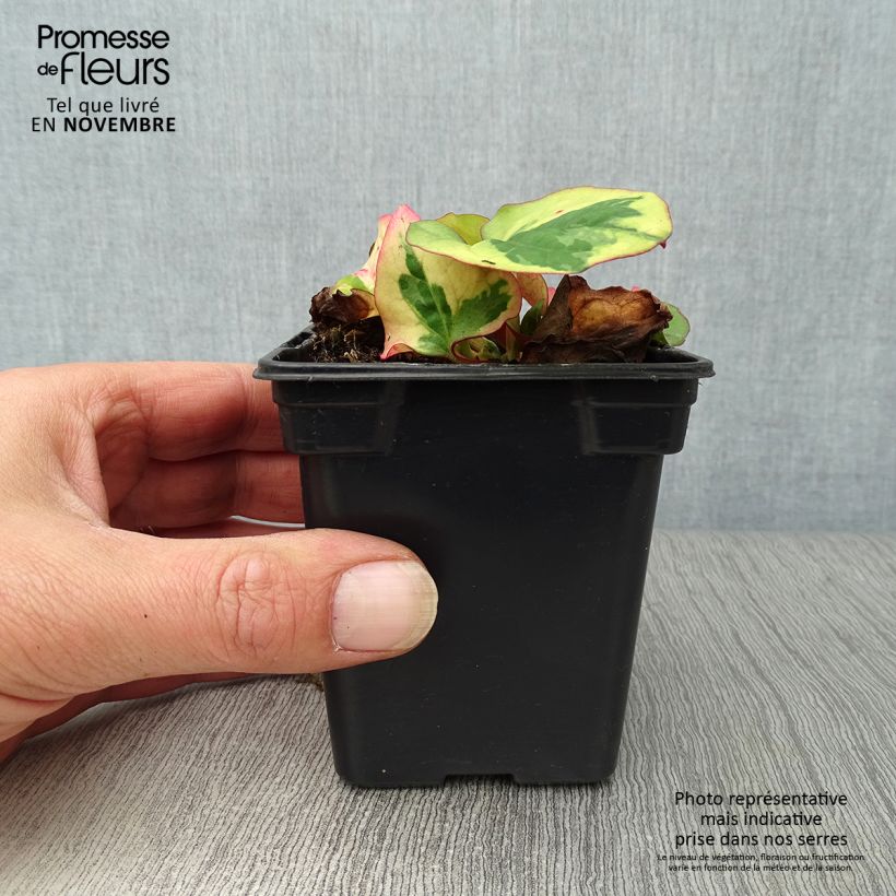 Spécimen de Houttuynia cordata Chameleon Godet de 7/8 cm tel que livré en automne