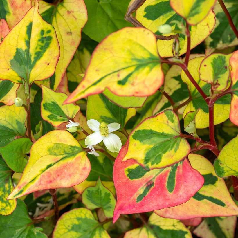 Houttuynia cordata Chameleon (Floraison)