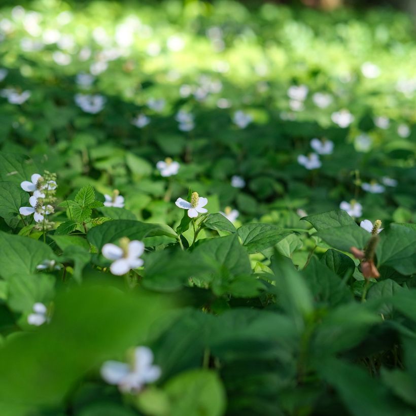 Houttuynia cordata - Coriandre des bois (Plant habit)