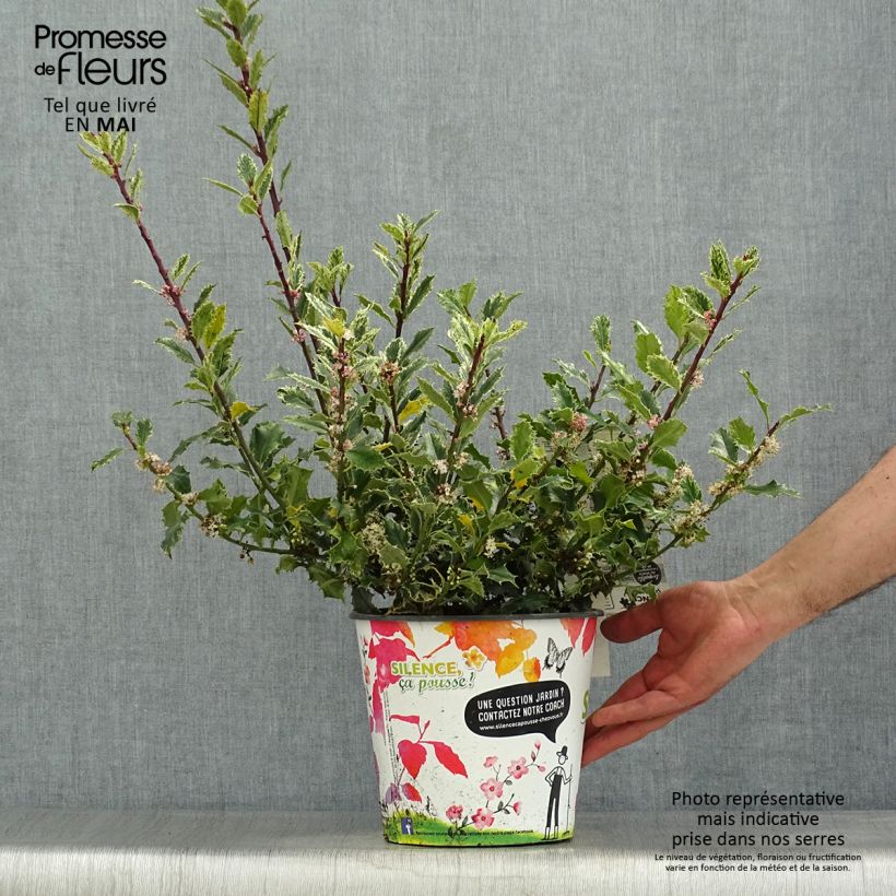 Spécimen de Houx - Ilex aquifolium Ingramii Pot de 2L/3L tel que livré au printemps