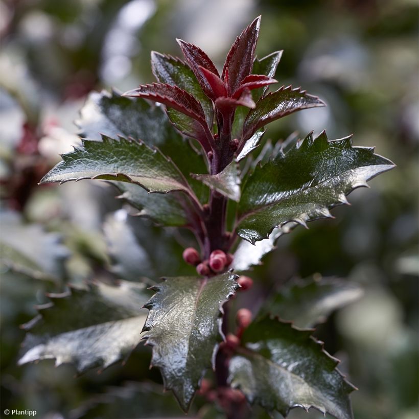 Houx - Ilex meserveae Gentle (Feuillage)