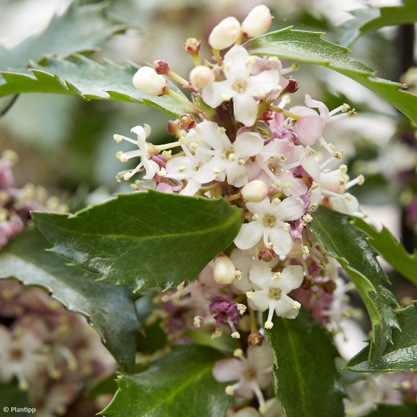 Houx - Ilex meserveae Gentle (Floraison)