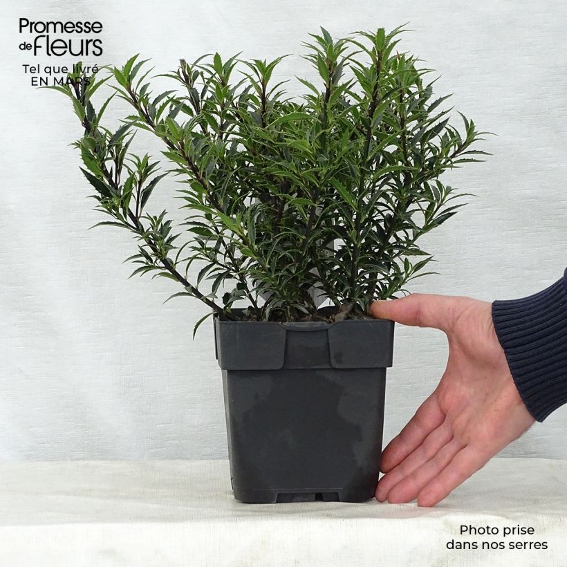 Spécimen de Houx à feuilles de Myrte - Ilex aquifolium Myrtifolia Pot de 2L/3L tel que livré au printemps