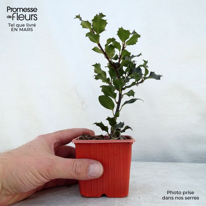 Spécimen de Houx américain - Ilex meserveae Blue Angel Godet de 8/9 cm tel que livré au printemps
