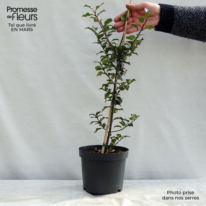 Spécimen de Houx américain - Ilex meserveae Blue Angel Pot de 2L/3L tel que livré au printemps