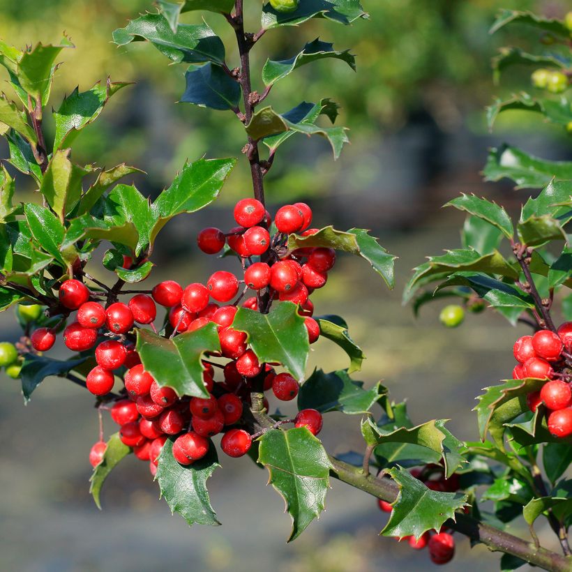 Houx américain - Ilex meserveae Blue princess (Harvest)