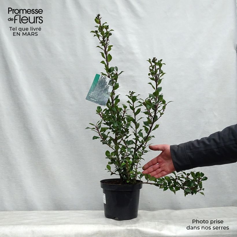 Spécimen de Houx américain - Ilex meserveae Heckenstar Pot de 2L/3L tel que livré au printemps