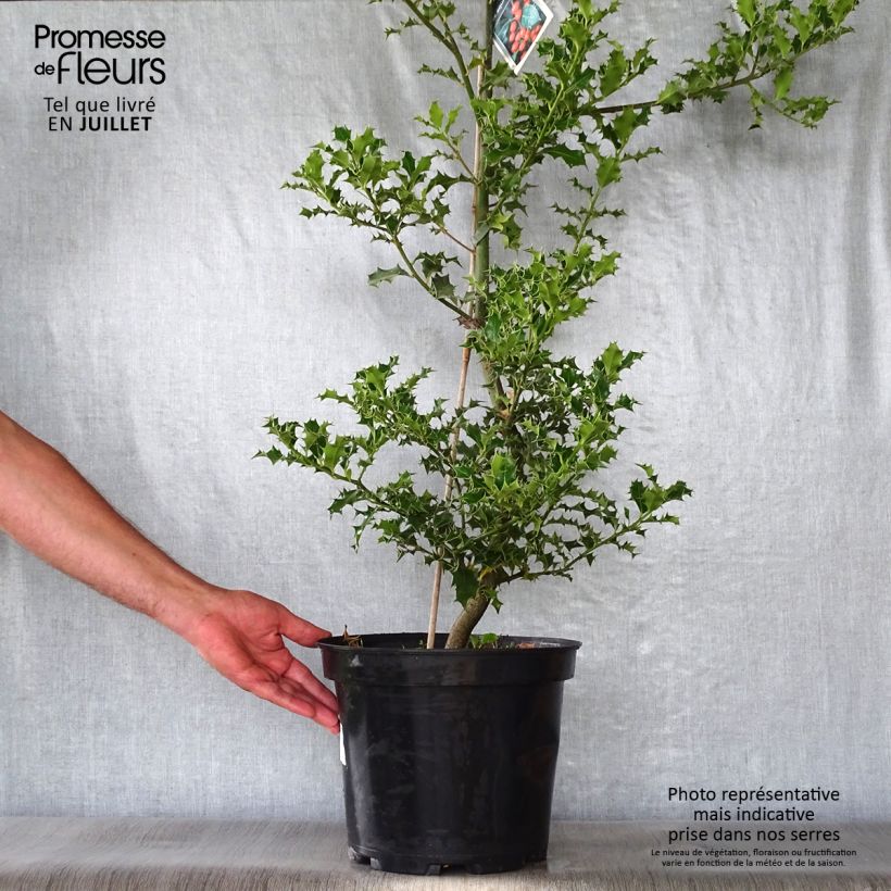 Spécimen de Houx commun - Ilex aquifolium Pot de 7,5L/10L tel que livré en été
