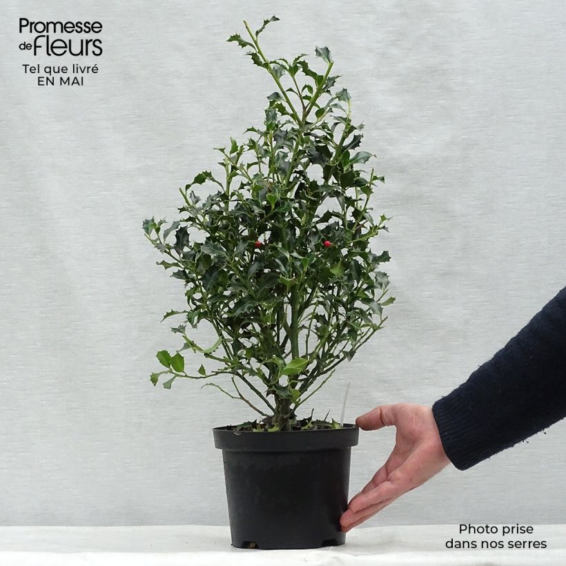 Spécimen de Houx commun - Ilex aquifolium Alaska Pot de 2L/3L tel que livré au printemps