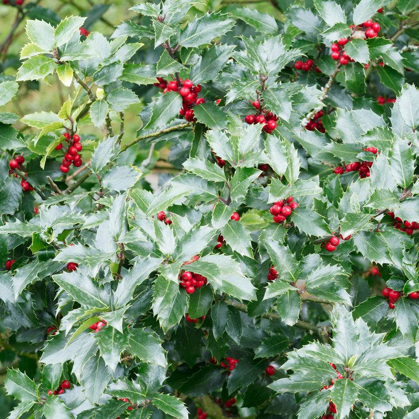 Houx commun - Ilex aquifolium Alaska (Feuillage)