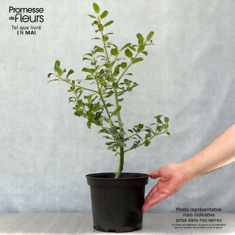 Example of Houx commun - Ilex aquifolium JC Van Tol Pot de 2L/3L as you get in printemps