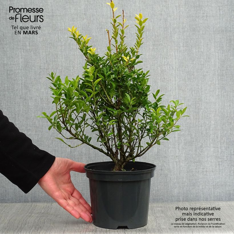 Spécimen de Houx crénelé - Ilex crenata Blondie Pot de 2L/3L tel que livré en hiver