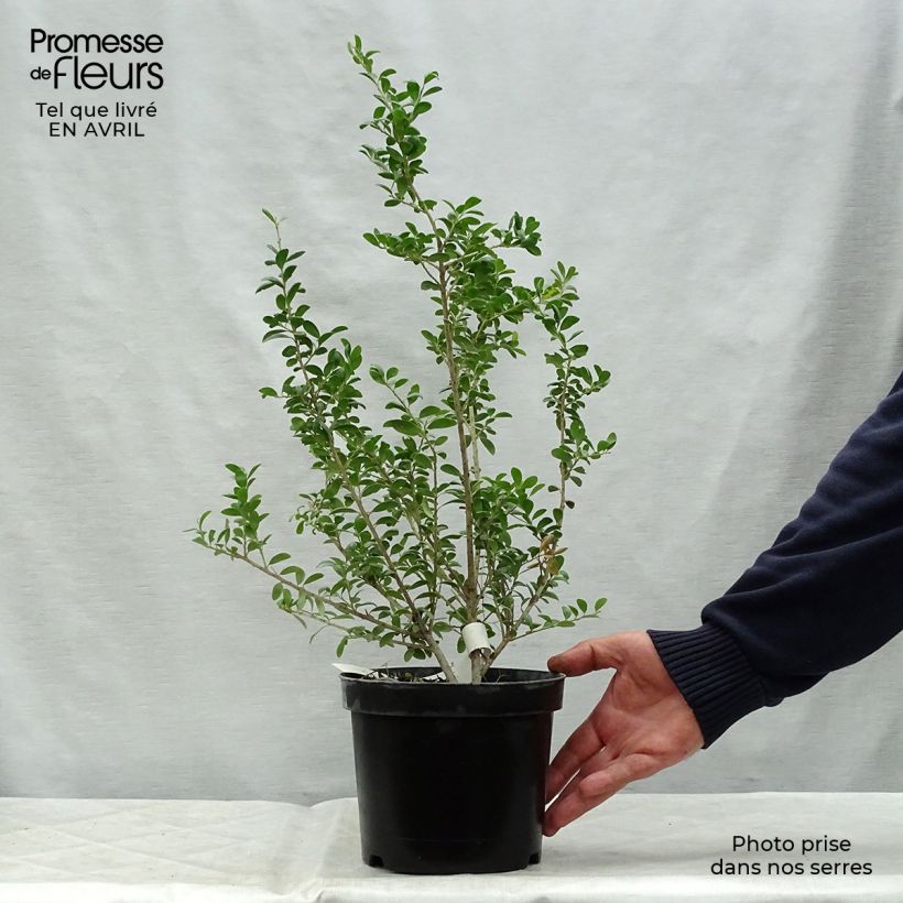Example of Houx crénelé - Ilex crenata Convexa Pot de 2L/3L as you get in printemps