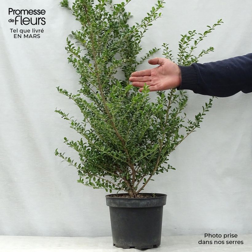 Example of Houx crénelé - Ilex crenata Convexa Pot de 4L/5L as you get in printemps