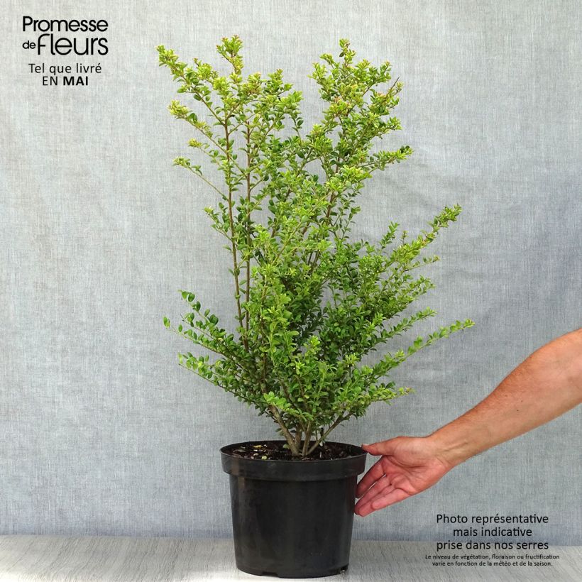 Example of Houx crénelé - Ilex crenata Convexa Pot de 7,5L/10L as you get in printemps