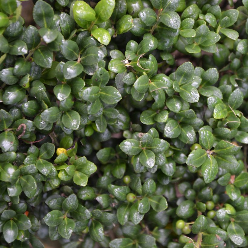 Houx crénelé - Ilex crenata Convexa (Foliage)