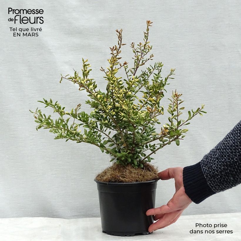 Spécimen de Houx crénelé - Ilex crenata Convexed Gold Pot de 12 cm / 13 cm tel que livré au printemps