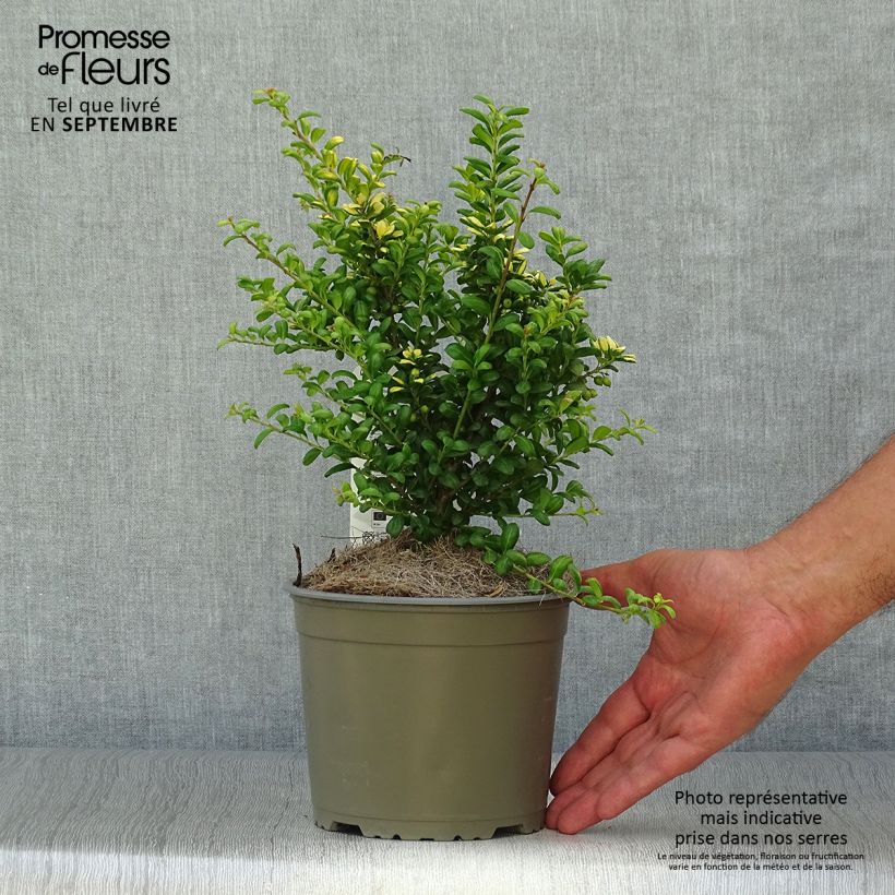 Spécimen de Houx crénelé - Ilex crenata Convexed Gold Pot de 12 cm / 13 cm tel que livré en automne