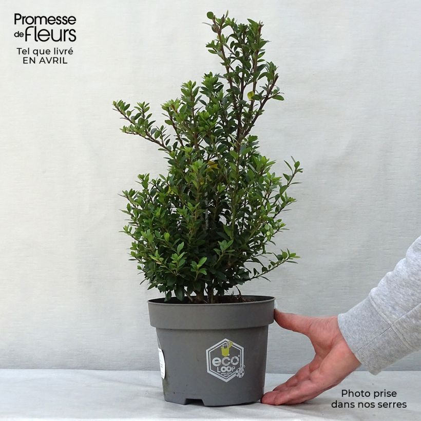 Spécimen de Houx crénelé - Ilex crenata Dark Green  Pot de 2L/3L, Buisson, Touffe tel que livré au printemps