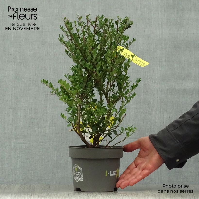 Spécimen de Houx crénelé - Ilex crenata Dark Green  Pot de 2L/3L, Buisson tel que livré en automne