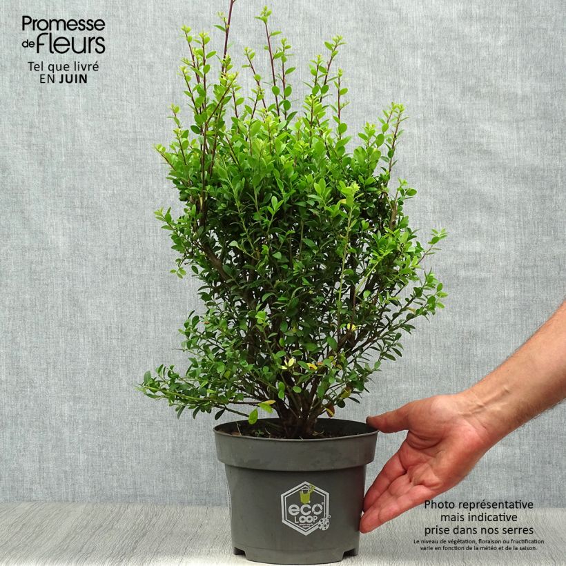 Spécimen de Houx crénelé - Ilex crenata Dark Green  Pot de 2L/3L, Buisson, Touffe tel que livré en été