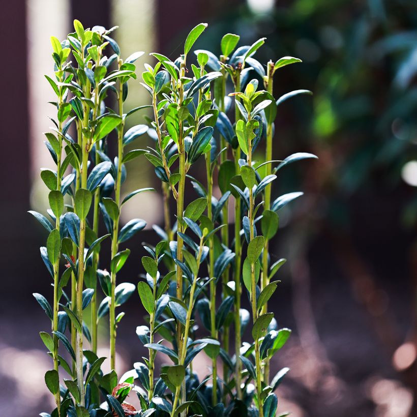 Houx crénelé - Ilex crenata Fastigiata (Feuillage)