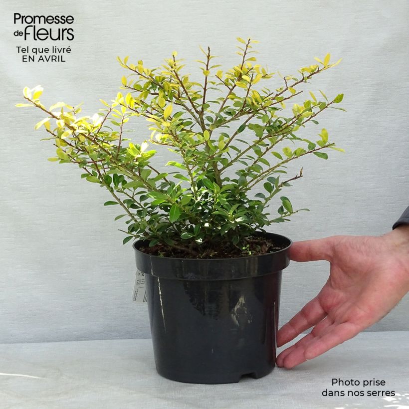Spécimen de Houx crénelé - Ilex crenata Golden Gem Pot de 2L/3L tel que livré au printemps