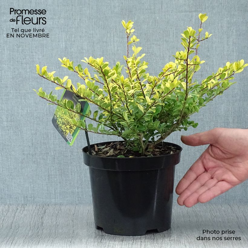 Spécimen de Houx crénelé - Ilex crenata Golden Gem Pot de 2L/3L tel que livré en automne