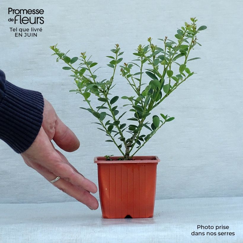 Spécimen de Houx crénelé - Ilex crenata Green Hedge Godet de 8/9 cm tel que livré en été