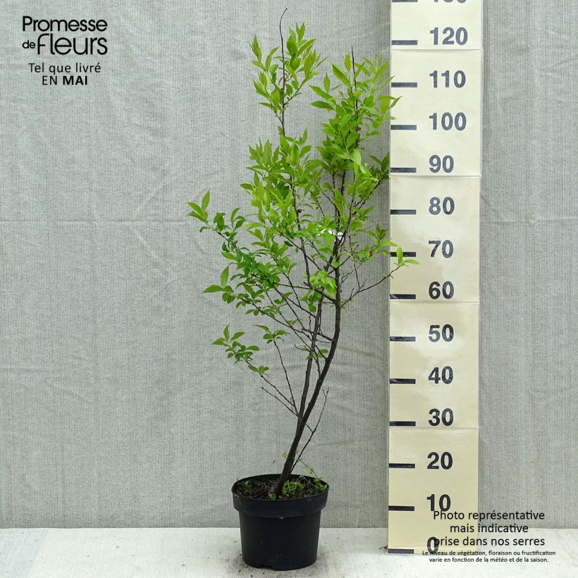 Spécimen de Houx verticillé femelle Magical Daydream - Ilex verticillata Pot de 4L/5L tel que livré au printemps