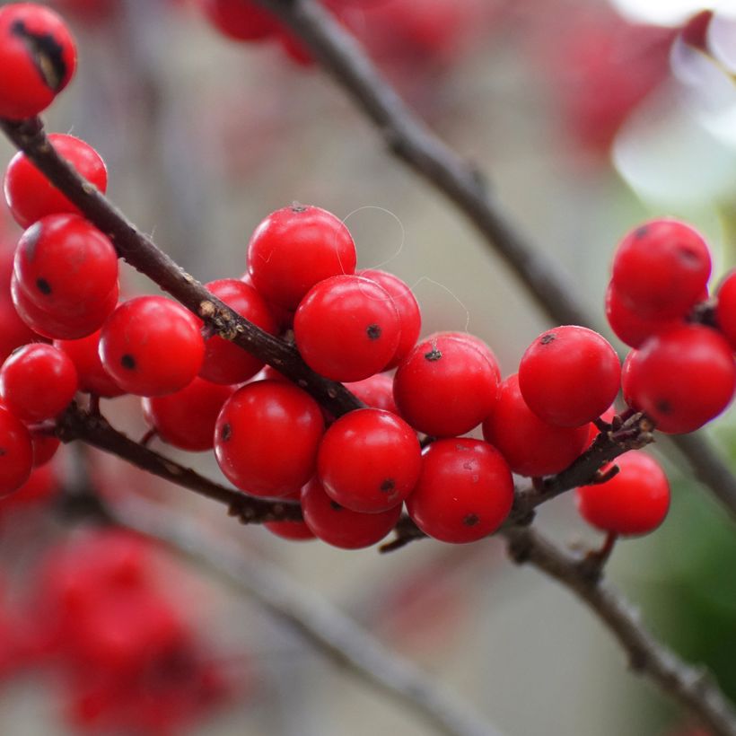 Houx verticillé femelle Maryland Beauty - Ilex verticillata  (Récolte)