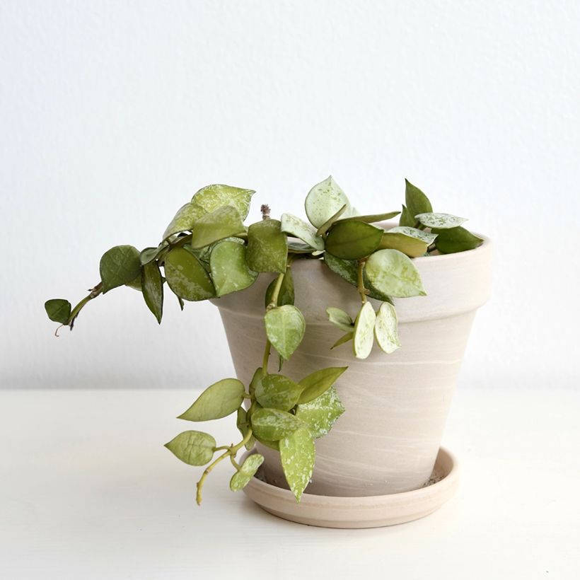 Hoya Eskimo - Fleur de porcelaine (Plant habit)