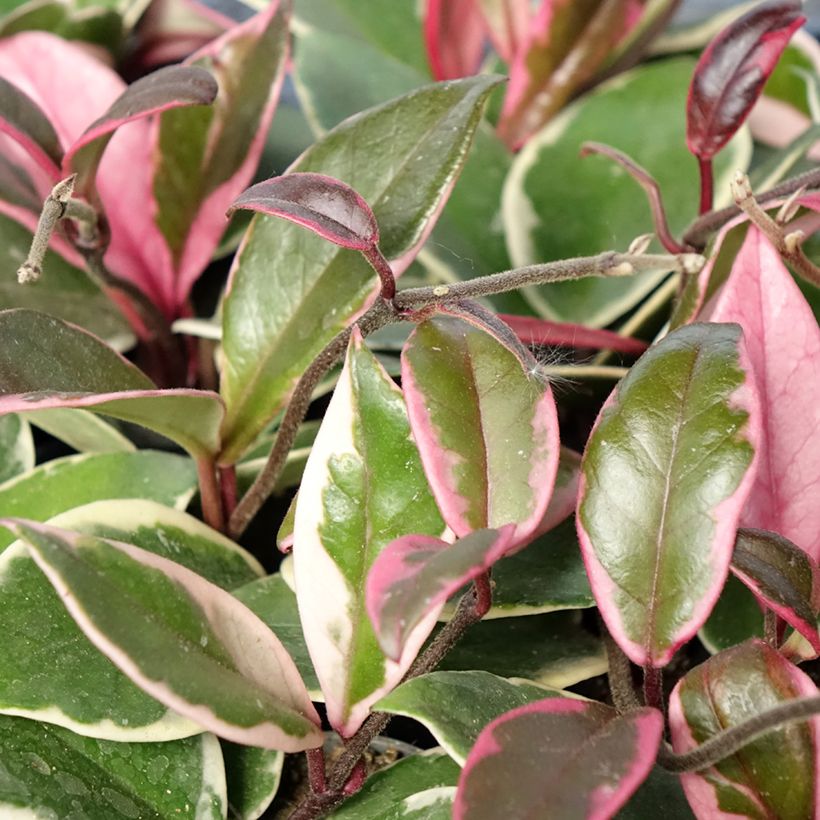 Hoya Flamingo Dream - Fleur de porcelaine (Feuillage)