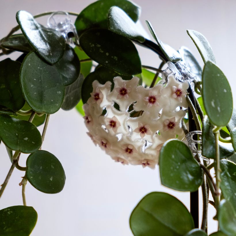 Hoya Mathilde Splash - Fleur de porcelaine (Floraison)