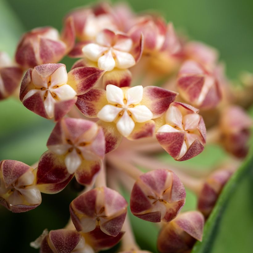 Hoya callistophylla - Fleur de porcelaine (Flowering)